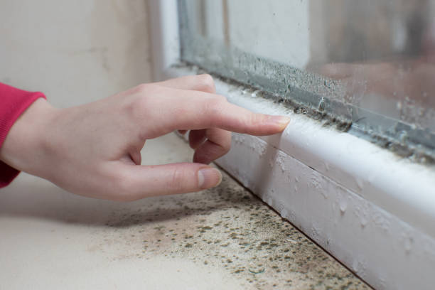 Best Emergency Mold Remediation  in Celina, OH