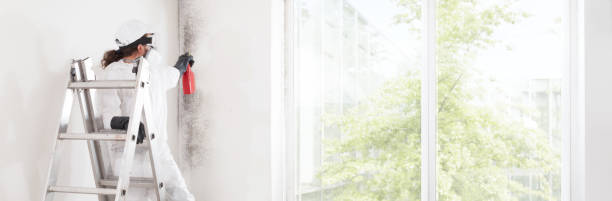Best Mold Documentation for Insurance Claims  in Celina, OH
