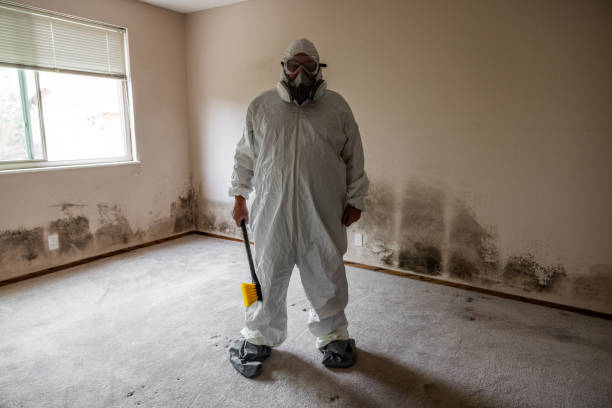 Best Mold Damage Restoration  in Celina, OH